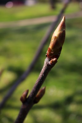 Aesculus assamica - jírovec - jarní pučení